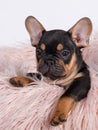 Cute french bulldog small puppy